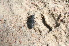 Cicindela sylvatica