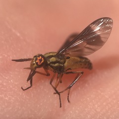 Chrysops vittatus