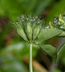 Lotus uliginosus