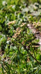 Laserpitium peucedanoides