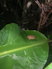 Osteopilus ocellatus