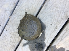 Pectinatella magnifica