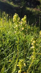 Pedicularis elongata