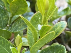 Psylla buxi
