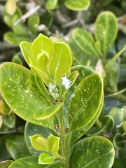 Psylla buxi