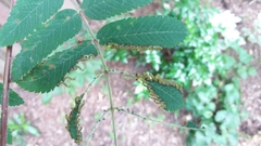 Pristiphora geniculata