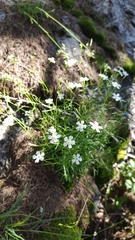 Heliosperma pusillum
