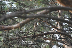Anthus trivialis