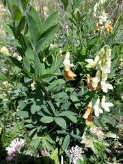 Lathyrus laevigatus