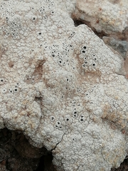 Ostropomycetidae