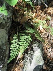 Myriopteris mexicana