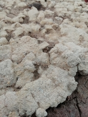 Ostropomycetidae