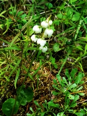 Pyrola media