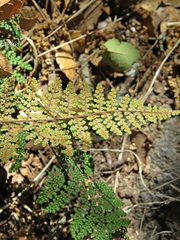 Myriopteris mexicana