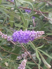 Vitex agnus-castus