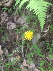 Hieracium venosum