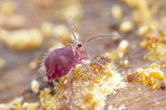 Ptenothrix palmata