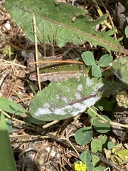 Golovinomyces fischeri