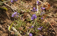 Gilia capitata chamissonis
