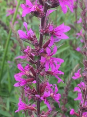 Lythrum salicaria
