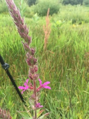 Lythrum salicaria