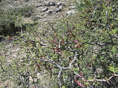 Mimosa aculeaticarpa aculeaticarpa