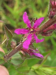 Lythrum salicaria