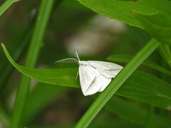 Lychnosea intermicata
