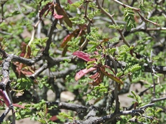 Mimosa aculeaticarpa aculeaticarpa