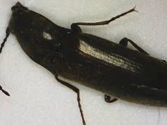 Liotrichus