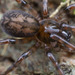 Arañas de Agua - Photo (c) Thomas Barbin, algunos derechos reservados (CC BY-NC), subido por Thomas Barbin