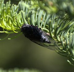 Okanagana occidentalis