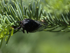 Okanagana occidentalis