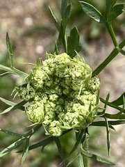 Daucus carota