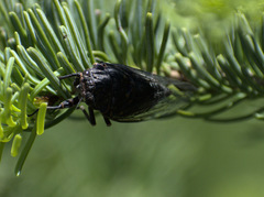 Okanagana occidentalis