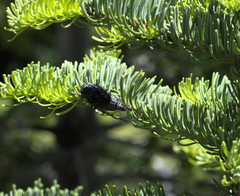 Okanagana occidentalis