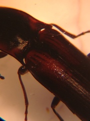 Liotrichus