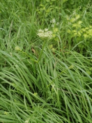 Silphiodaucus prutenicus
