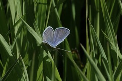 Cupido amyntula
