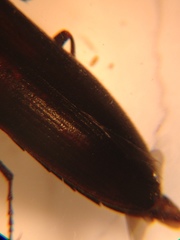Liotrichus