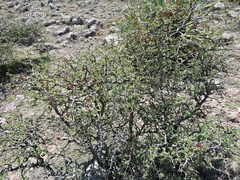 Mimosa aculeaticarpa aculeaticarpa