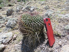 Mammillaria gigantea