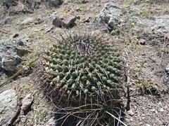 Mammillaria gigantea