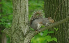 Sciurus carolinensis