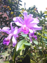 Guarianthe