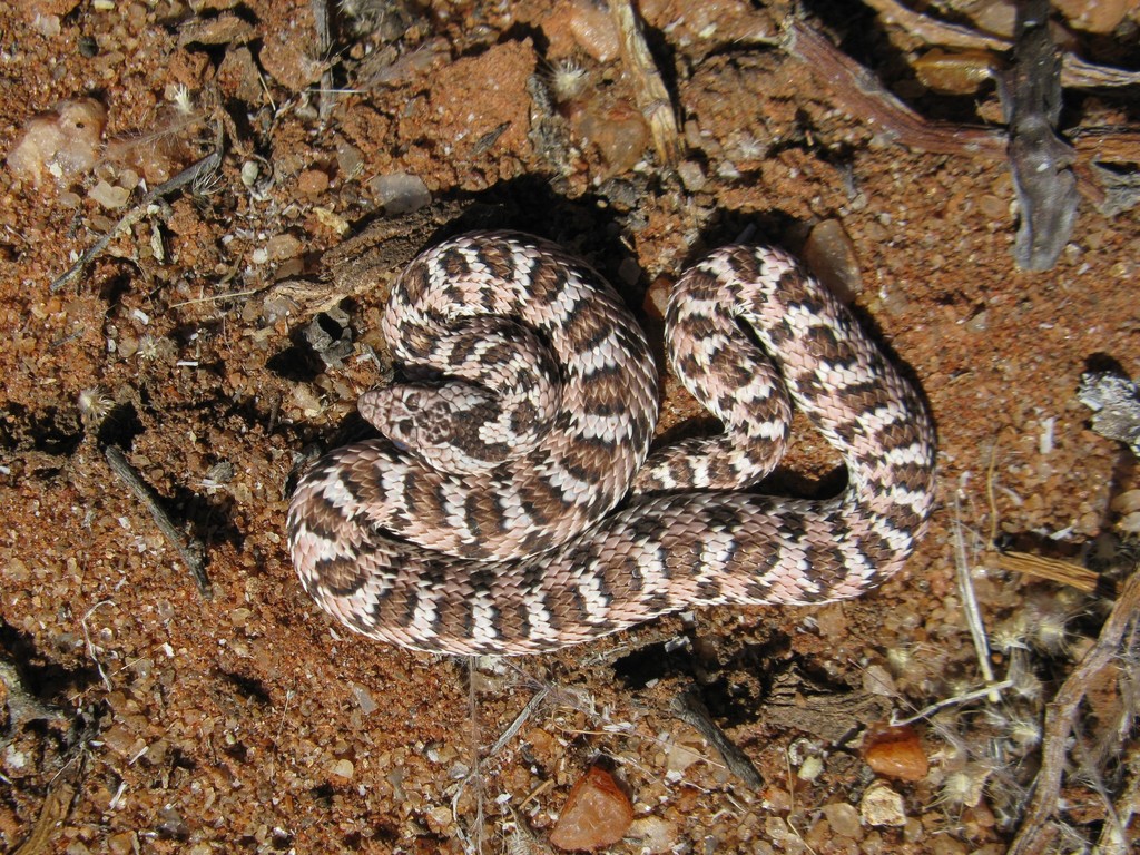 Dwarf Beaked Snake