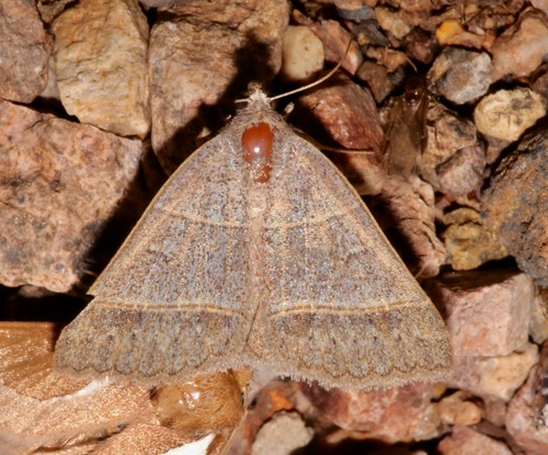 Ptichodis ovalis photo 3