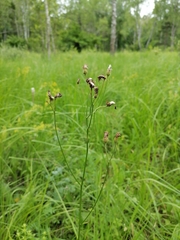 Crepis mollis