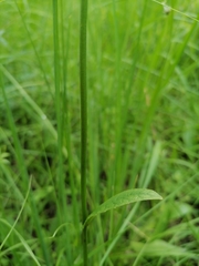 Crepis mollis