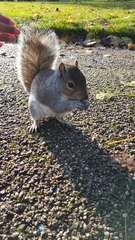 Sciurus carolinensis